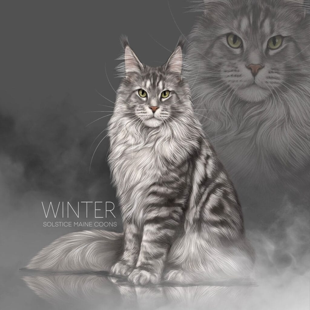 black silver classic tabby Maine Coon cat