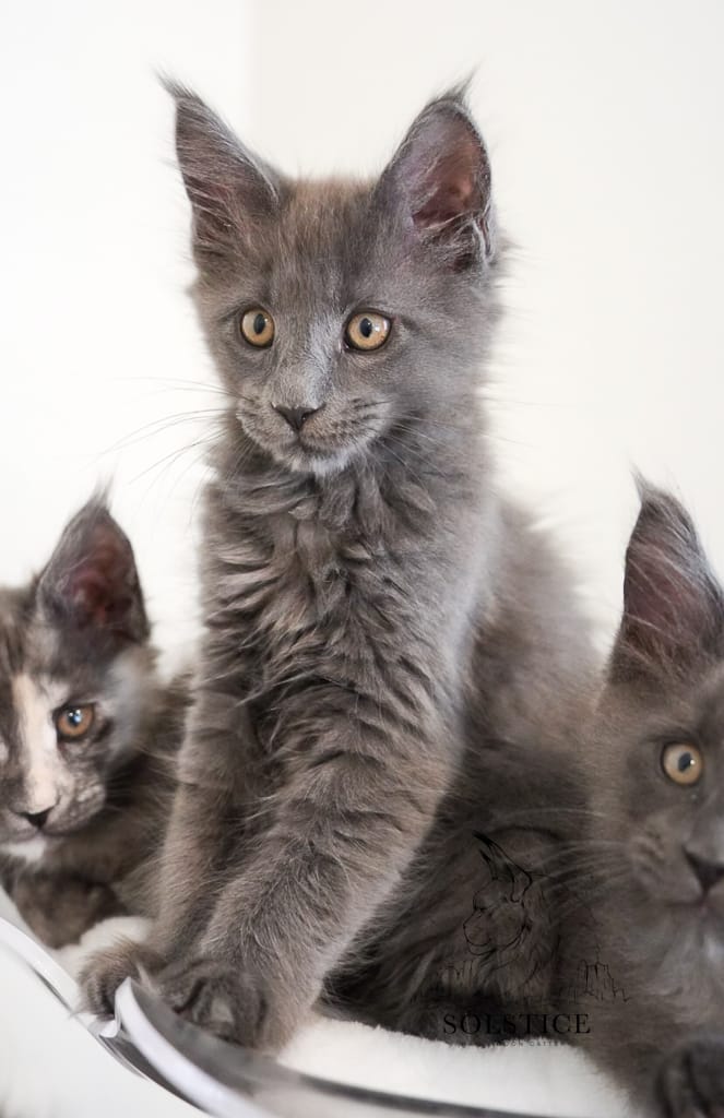 solstice maine coons female blue smoke kitten Cynthia