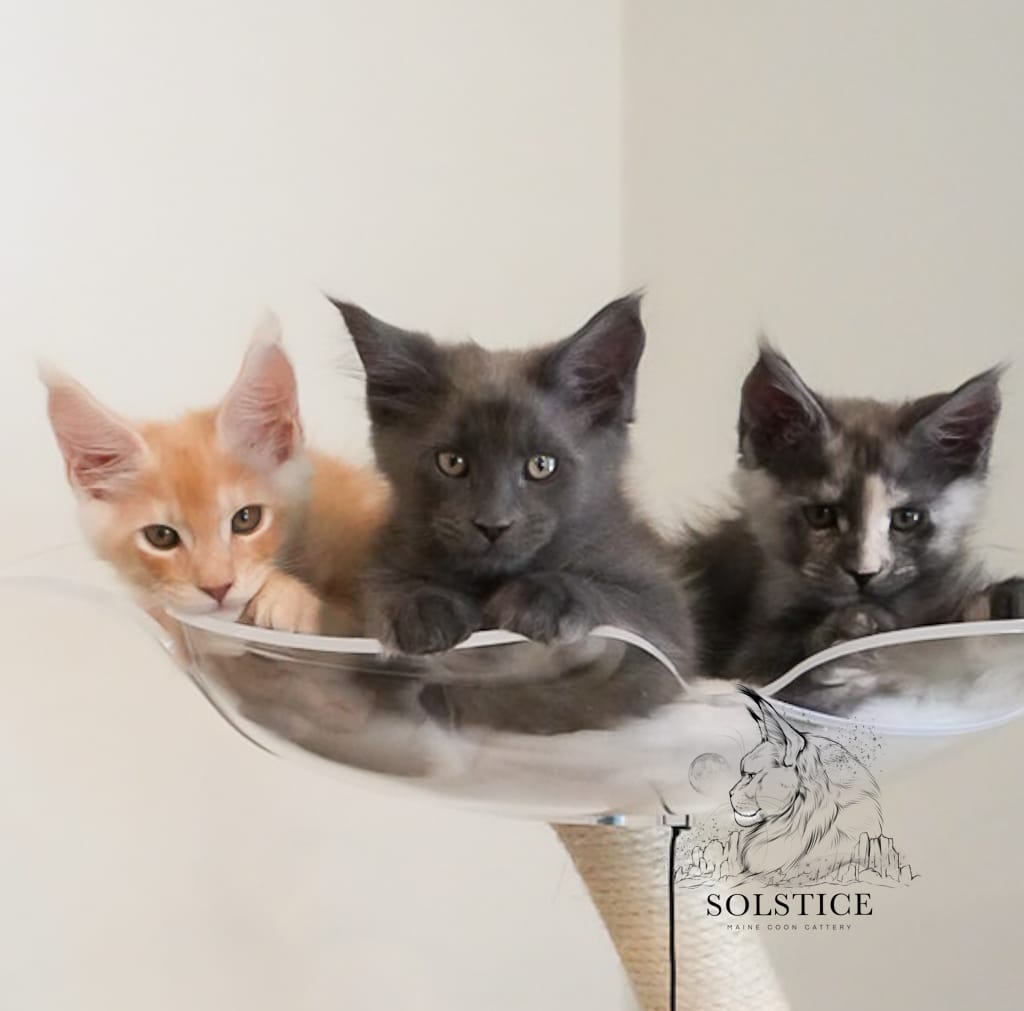 three maine coon kittens blue smoke male Tommy in the center