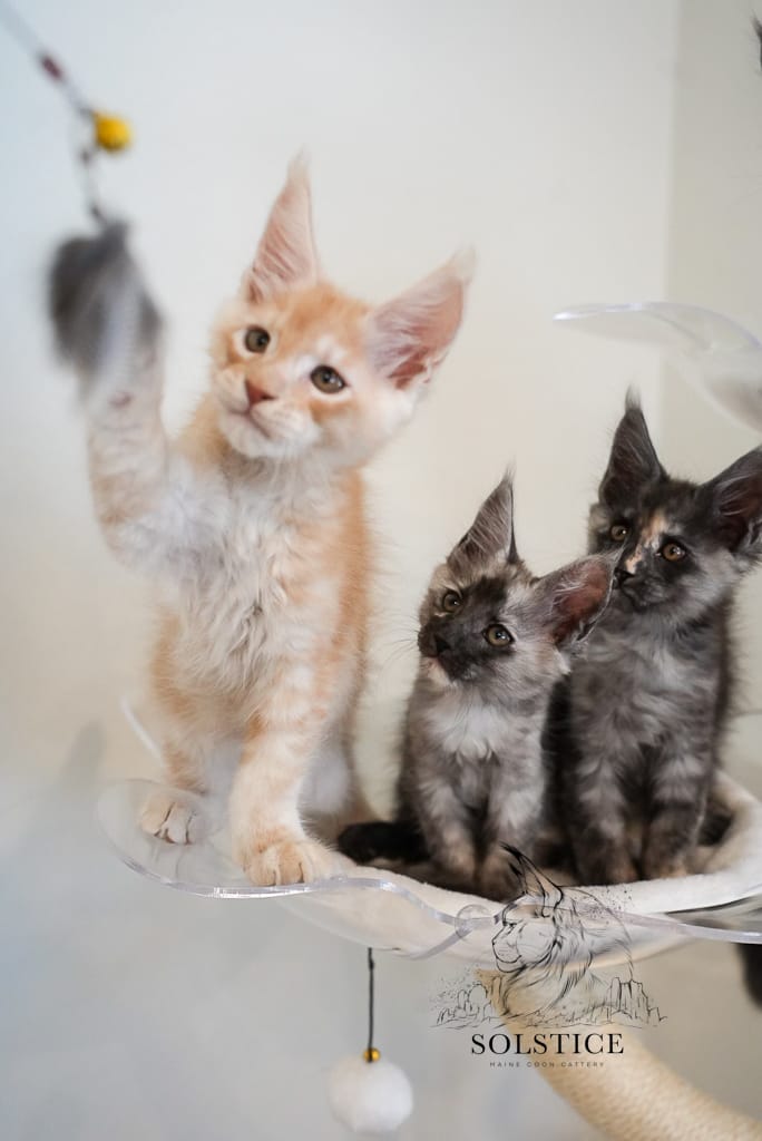 Chucky, red smoke solstice maine coon male kitten playing with feather toy