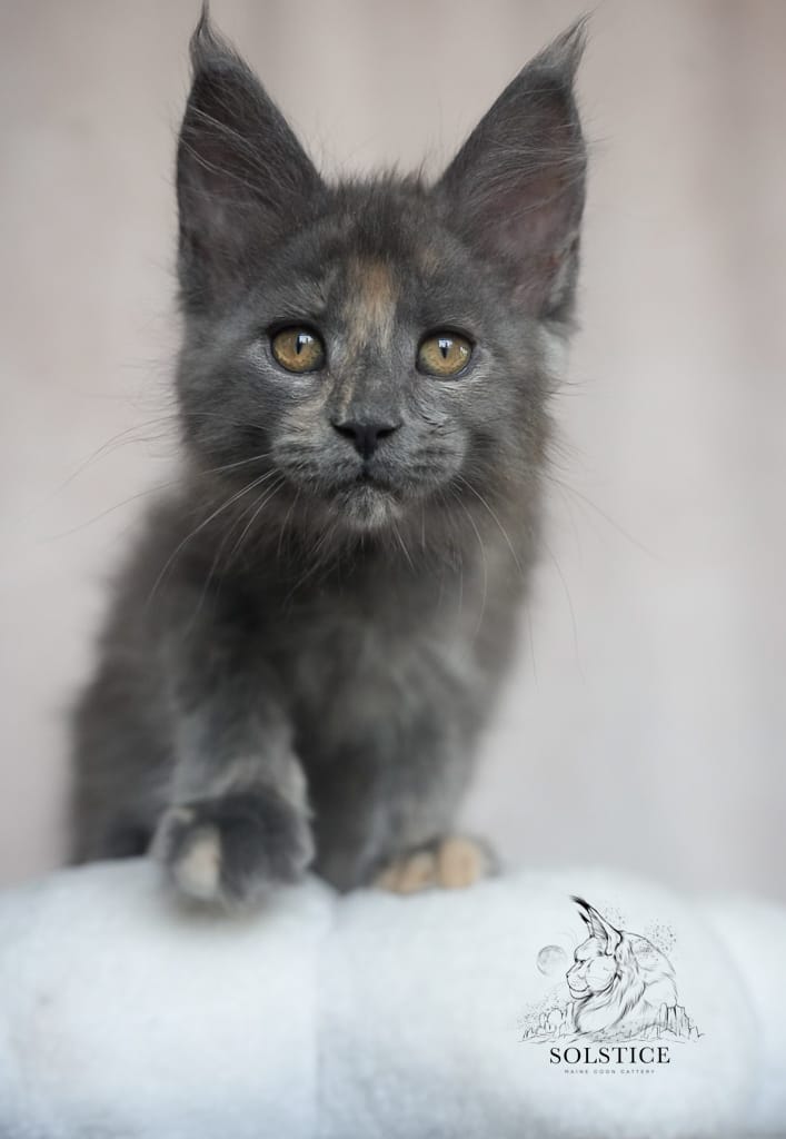 IMG 6434 blue smoke tortie kitten looking into the camera solstice Maine Coon cattery arizona