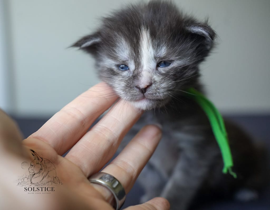 susie 2 weeks old black smoke tortie Maine Coon solstice Maine Coons