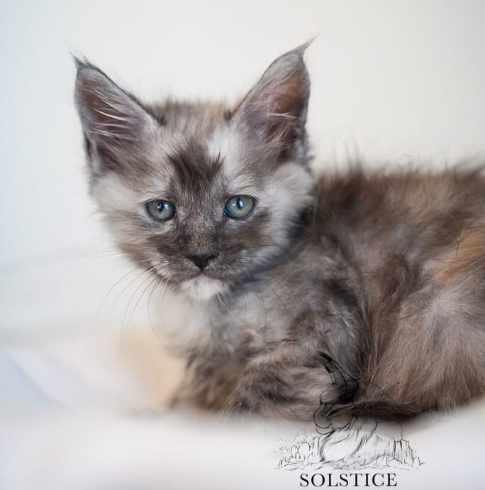 black smoke Tortie Maine Coon kitten