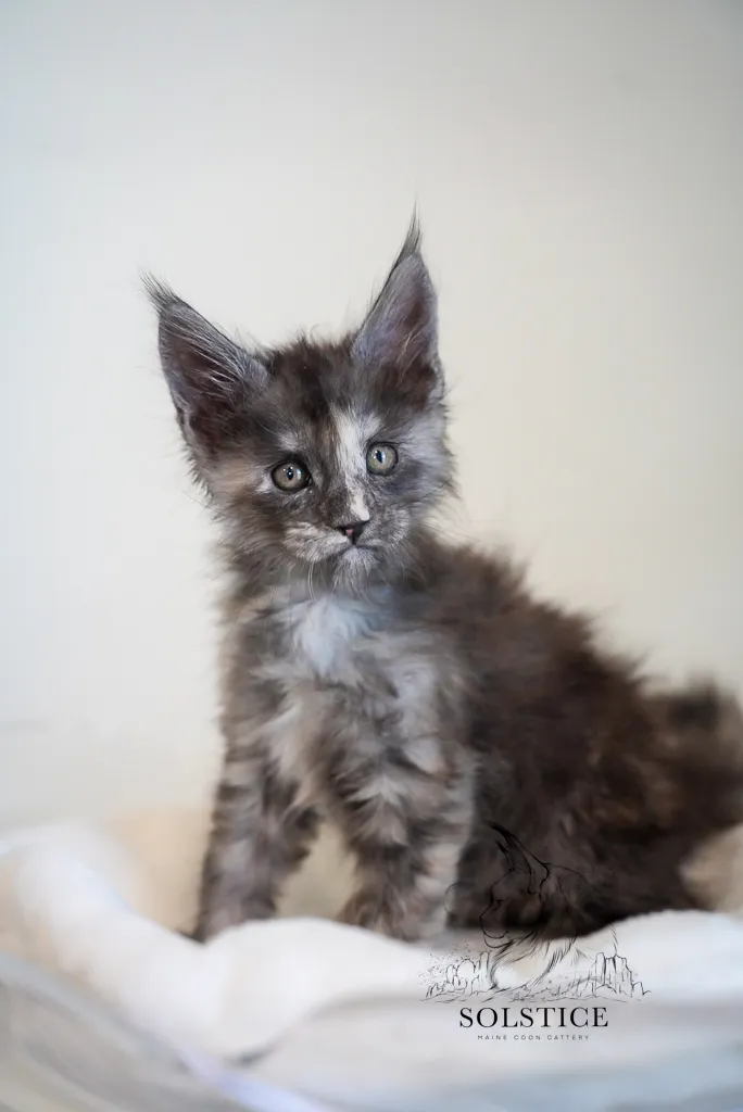 black smoke Tortie Maine Coon kitten solstice Maine Coons arizona