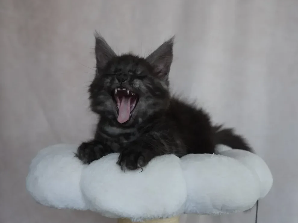 maine coon kittens queen creek arizona 13 e1778164782410 black smoke male maine coon kitten yawning so big. Queen Creek Arizona Solstice Maine Coons