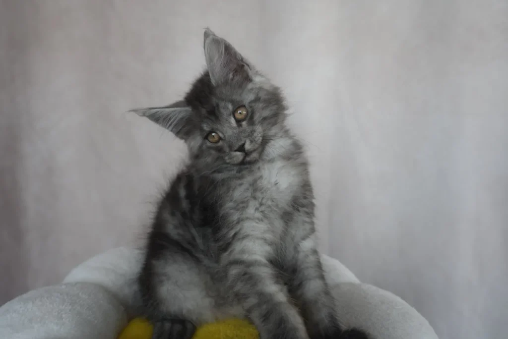 maine coon kittens queen creek arizona 15 Solstice Maine Coon color calculator guide - stunning black smoke male maine coon kitten 11 weeks old Queen Creek Arizona