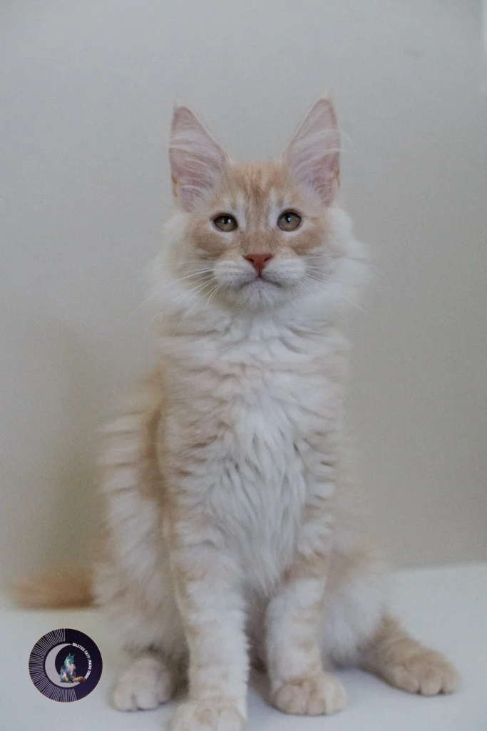 maine coon kittens queen creek arizona 18 red smoke Maine Coon male sitting up handsome. 12 weeks old solstice Maine Coons arizona