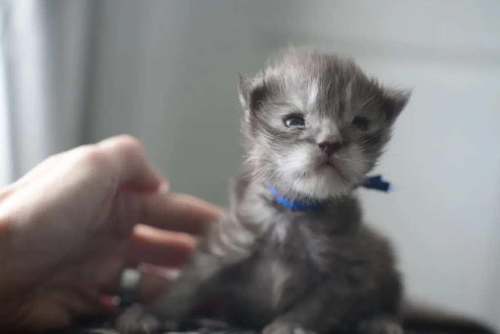 2 week old maine coon kitten black smoke male
