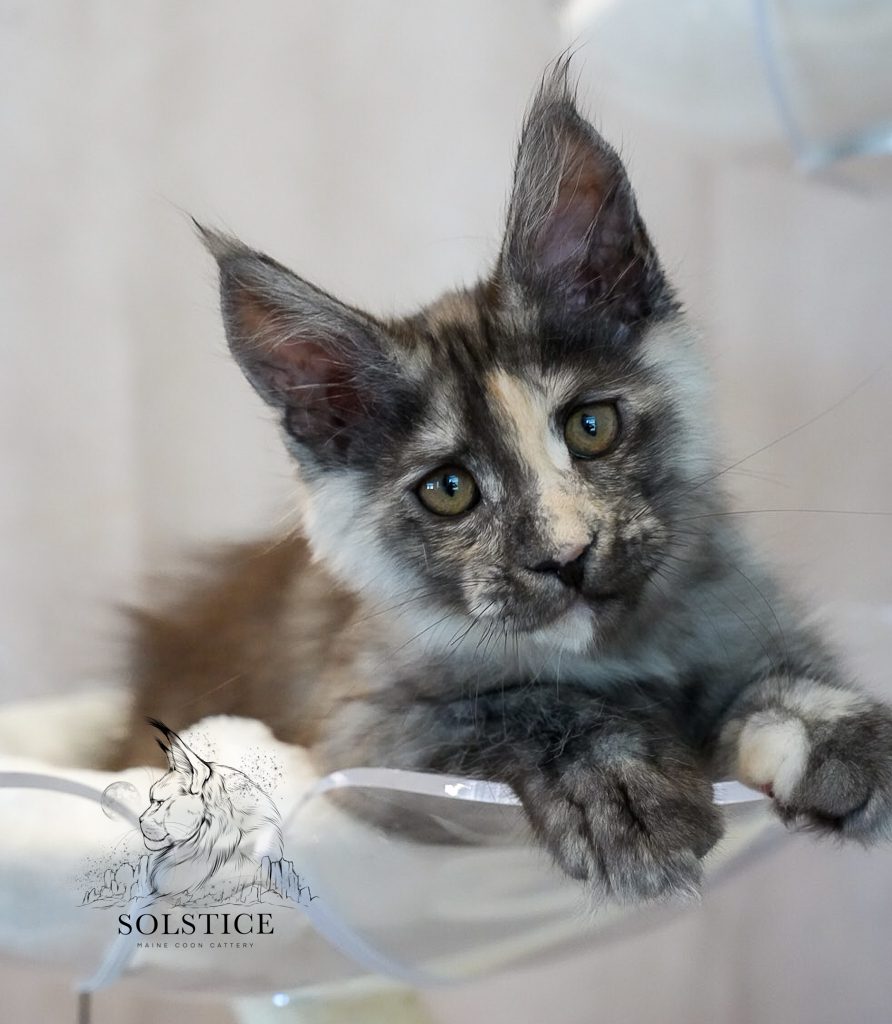 12 week old Maine Coon black smoke tortie
