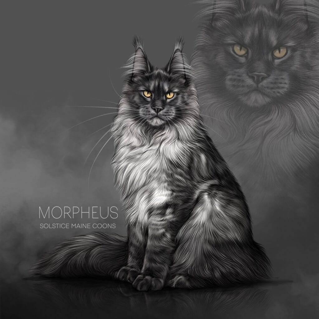 Black smoke maine coon sire for solstice maine coon cattery