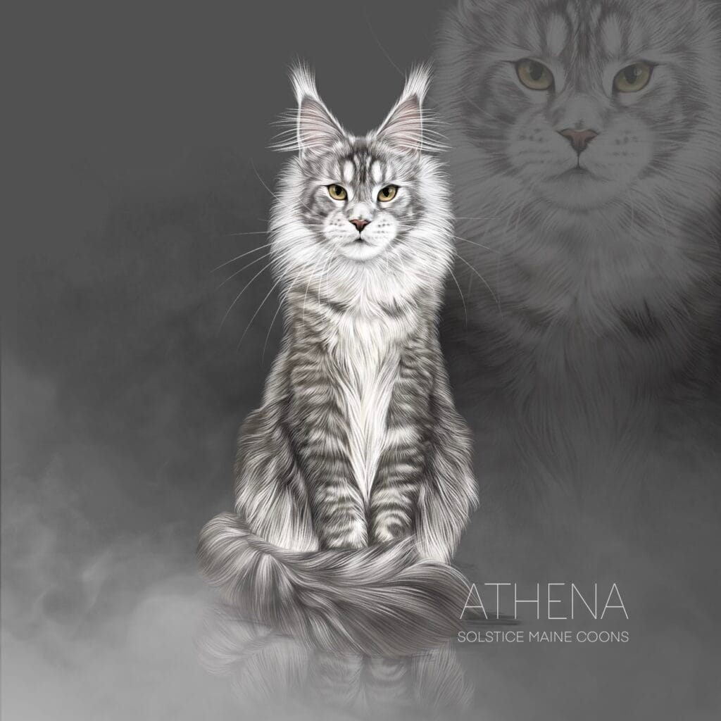 Athena, Illustration black silver ticked tabby maine coon queen solstice Maine Coons