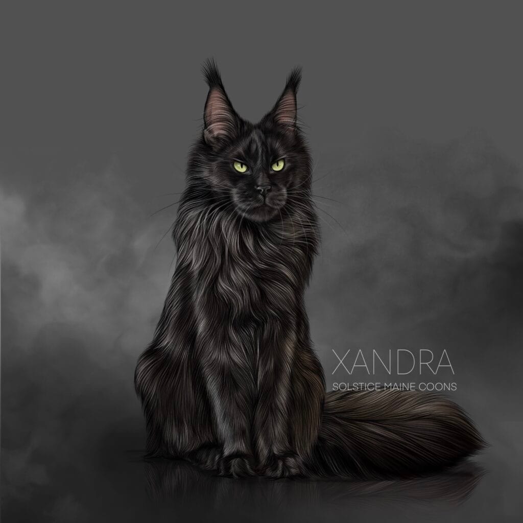 illustrated image of Xandra aka Dorothy solid black maine coon female solstice Maine Coons