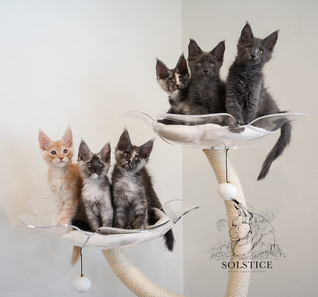 Solstice Maine Coon Kittens on two perches of a KBS Pets oragami cat tree