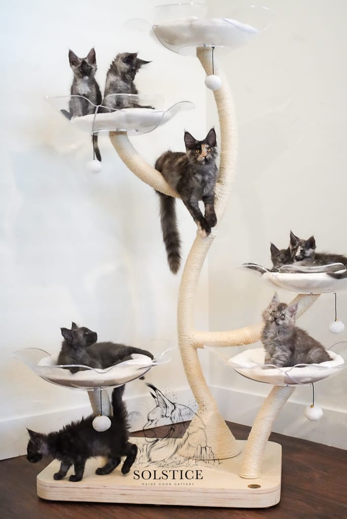 Eight solstice maine coon kittens laying on different parts of a cat tree