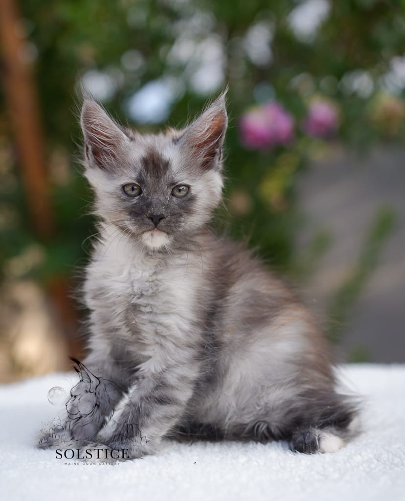 IMG 9793 unique black smoke tortie maine coon kitten