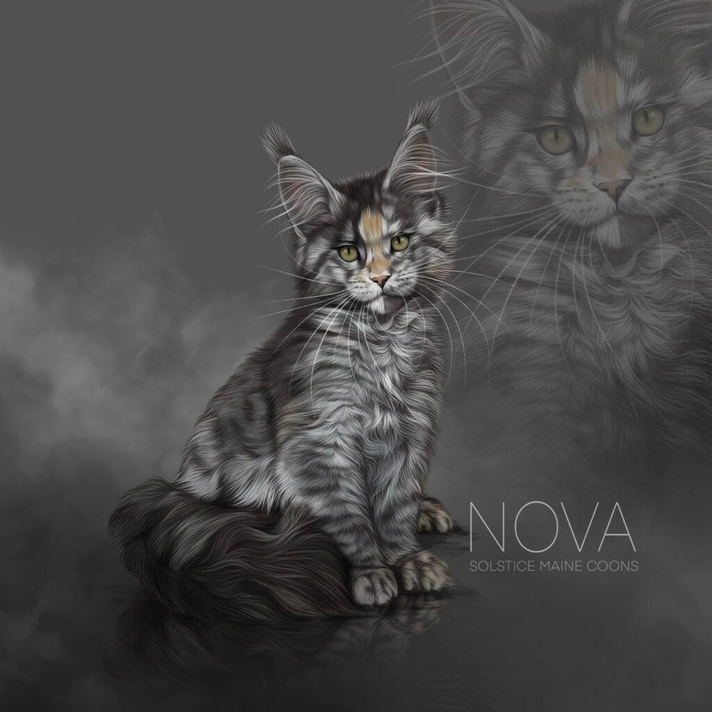 Black Smoke Tortie Maine Coon Nova Illustrated