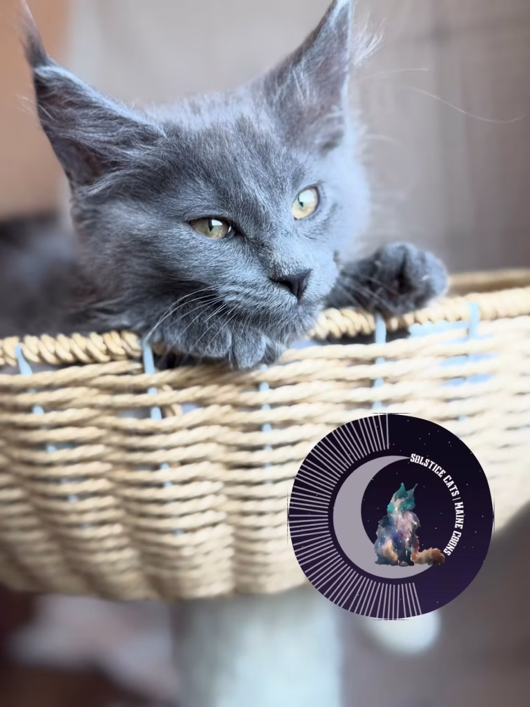 blue maine coon kitten solstice maine coons arizona.jpg Solstice Maine Coon color calculator guide - blue smoke Maine Coon kitten laying in a basking with her head resting on the edge