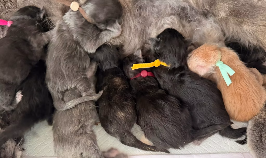 solstice Maine Coon kittens nursing on their mom
