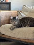 sage black mackerel tabby maine coon tabby maine coon lounging on the chair