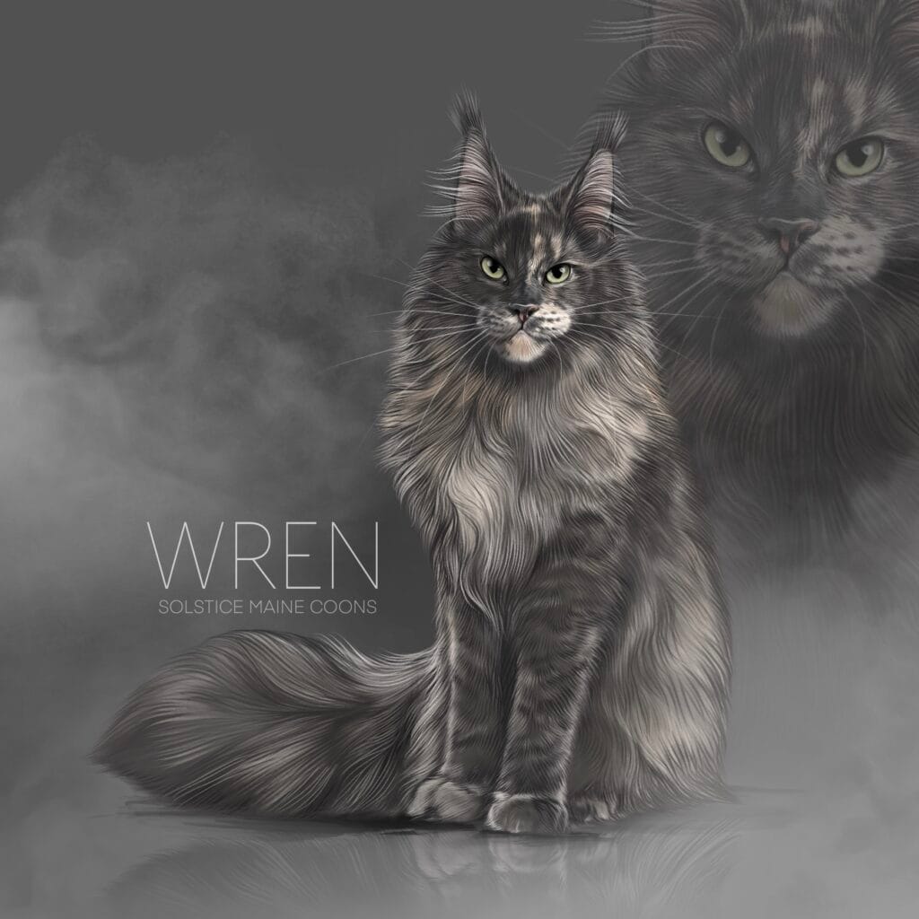 Blue smoke tortie maine coon female illustration of wren solstice Maine Coons